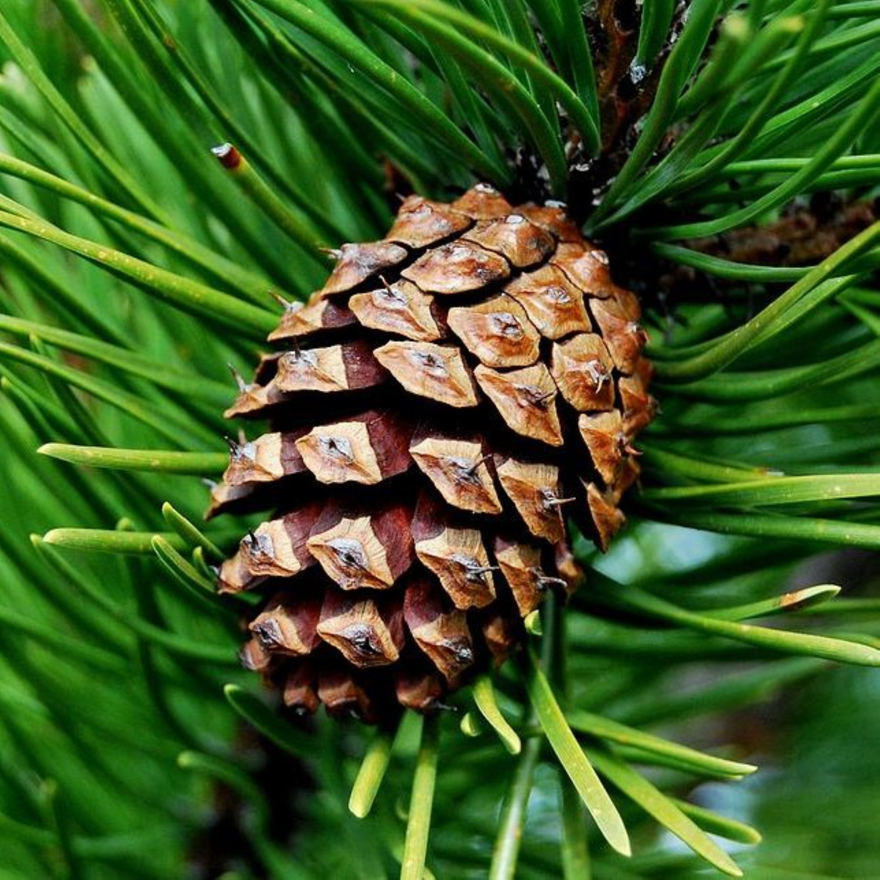 How Many Pinecones are too many? episode artwork